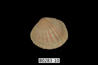 藏品(厚殼縱簾蛤)的圖片